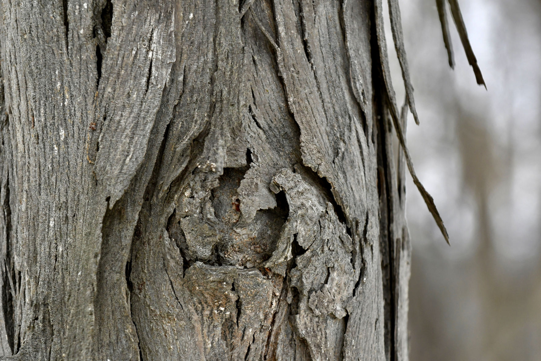 Shagbark hickory